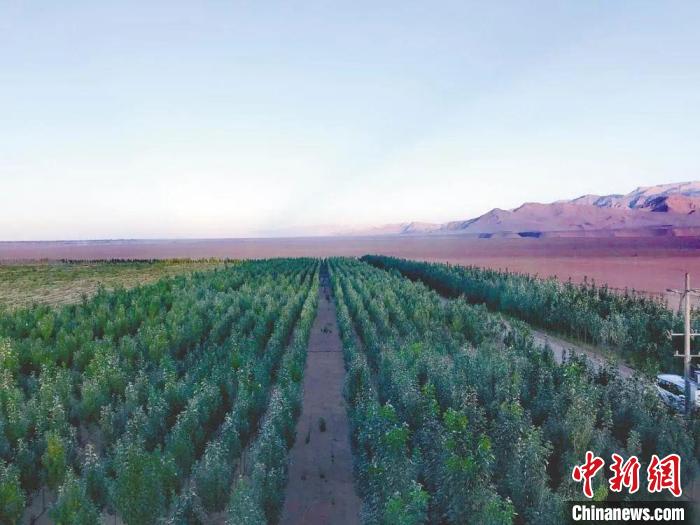 圖為格爾木境內(nèi)種植的綠樹?！「駹柲救诿襟w中心供圖