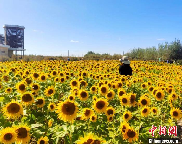 圖為格爾木境內(nèi)的向日葵花海?！「駹柲救诿襟w中心供圖