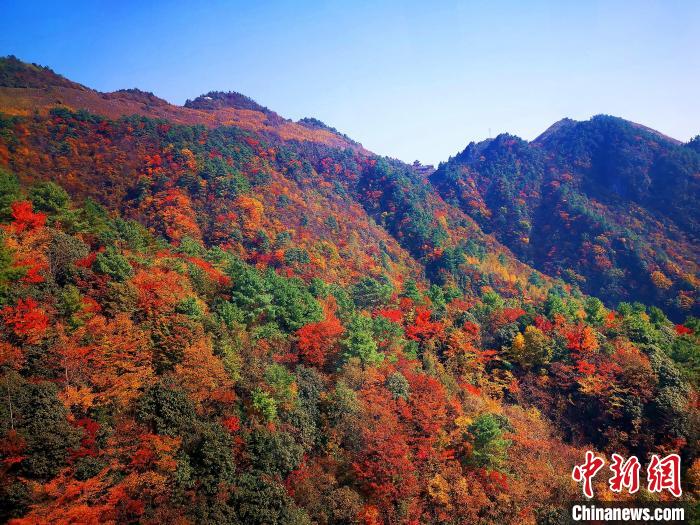 巴山大峽谷漫天紅葉?！埰?攝