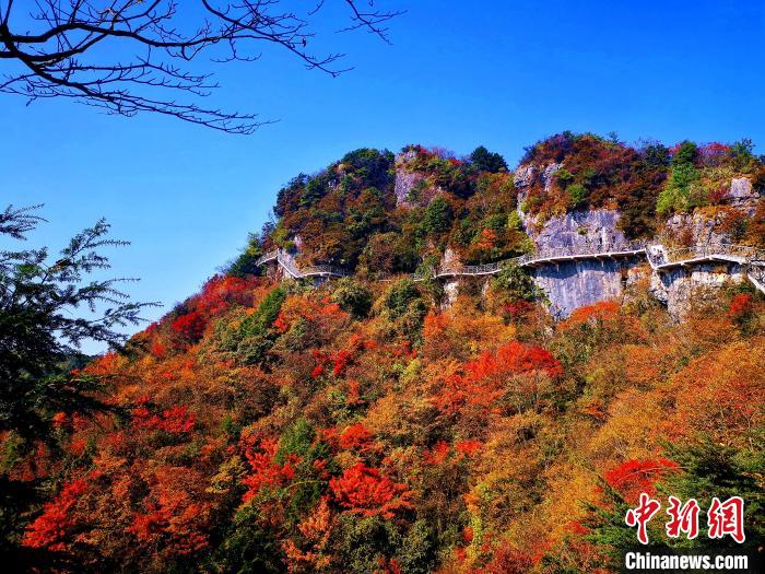 巴山大峽谷漫天紅葉?！埰?攝