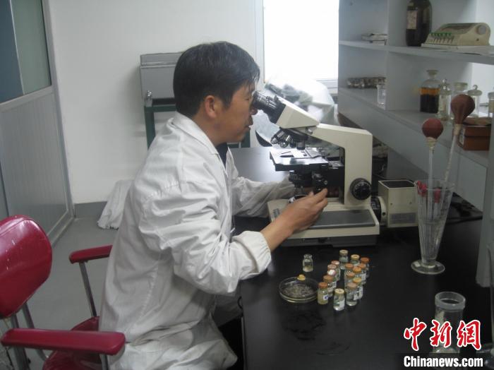 資料圖為研究團(tuán)隊進(jìn)行實(shí)驗室寄生蟲分類鑒定?！?青海省畜牧獸醫(yī)科學(xué)院供圖