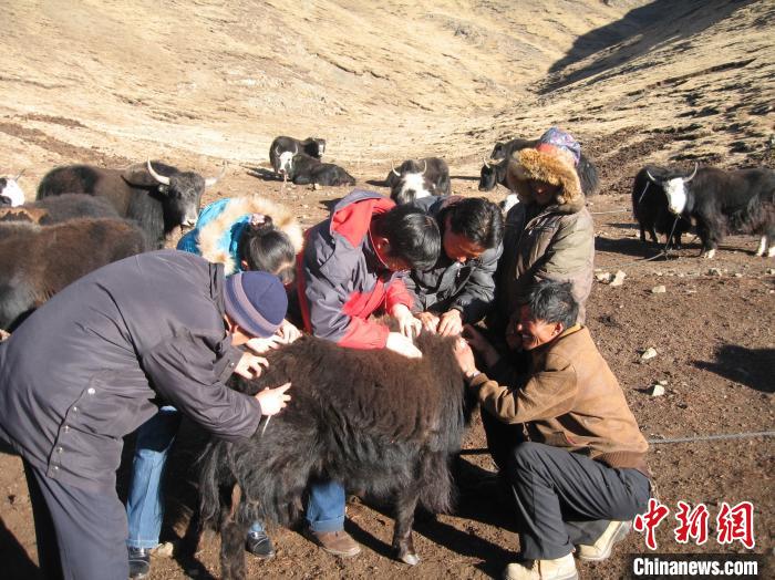 資料圖為研究團(tuán)隊在青南高原地區(qū)開展了牦牛寄生蟲病流行病學(xué)和防治技術(shù)研究?！?青海省畜牧獸醫(yī)科學(xué)院供圖