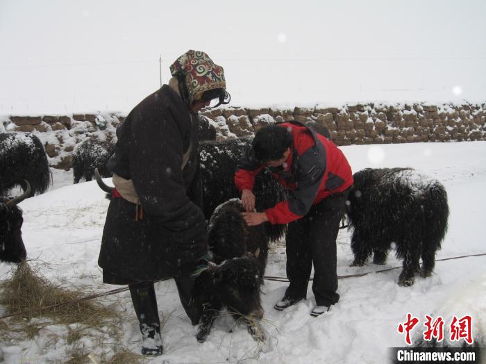 資料圖為研究團(tuán)隊在達(dá)日縣檢查牛背部皮蠅幼蟲感染情況。　 青海省畜牧獸醫(yī)科學(xué)院供圖