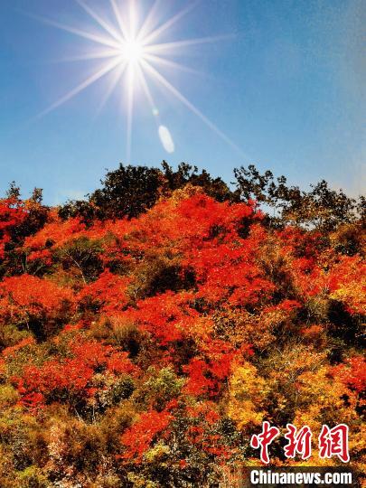 萬源市紅葉似火?！≈炱桨?攝