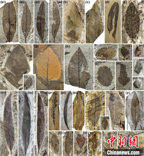 中始新世熱魯化石植物群(4500萬–4000萬年前)?！≈锌圃呵嗖馗咴?供圖