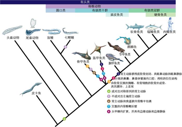 一些關鍵特征在脊索動物中的演化?！∶宪版?繪圖 攝