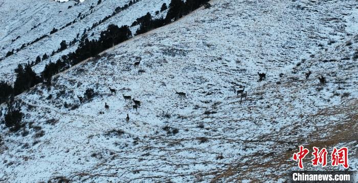 圖為巖羊和馬鹿集體在雪地里休憩?！《继m縣融媒體中心 供圖