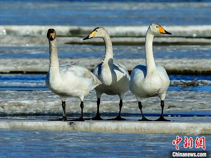 圖為三只天鵝在湖面上曬太陽(yáng)?！『螁⒔?攝