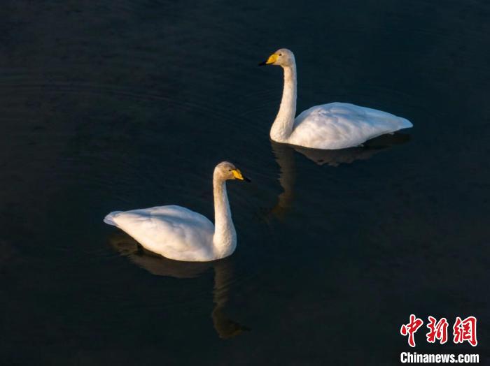 圖為兩只天鵝在湖中游蕩。　何啟金 攝
