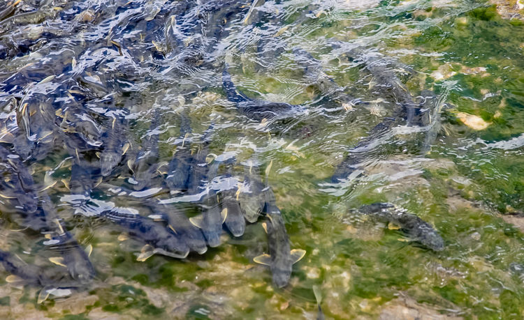 青海湖裸鯉（湟魚）洄游。周元峰攝