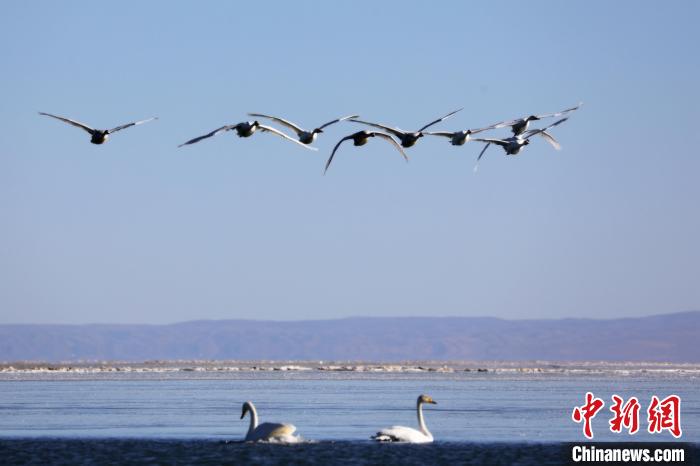 圖為大天鵝在青海湖上空飛翔?！●R怡睿 攝
