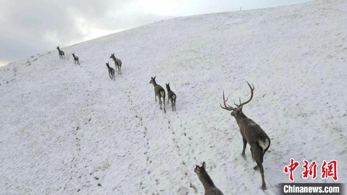 圖為馬鹿群在雪地里行走?！〔湃?攝