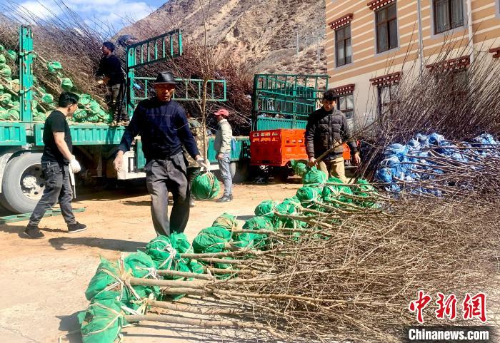 民眾搬運(yùn)苗木。　昌都市芒康縣委宣傳部供圖