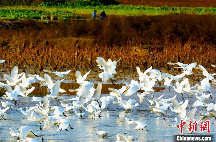 成都白鷺灣濕地公園?！“討?攝