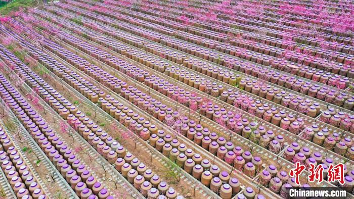 灼灼桃花惹人醉?！㈡?攝