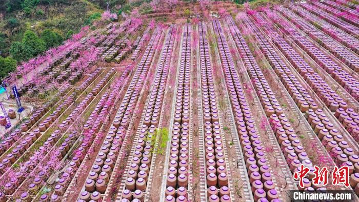 灼灼桃花惹人醉?！㈡?攝