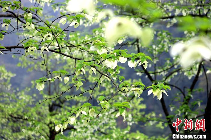 珙桐在春末夏初之際開花，花期較短?！螚?攝