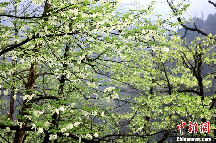珙桐是1000萬年前新生代第三紀(jì)留下的孑遺植物，中國特有的樹種，是國家一級瀕危保護野生植物?！螚?攝
