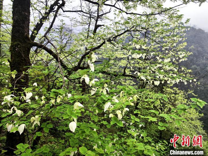 山谷兩側(cè)高大繁茂的珙桐樹?！螚?攝