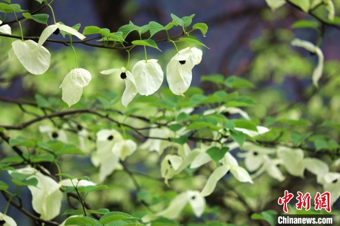 珙桐樹開出潔白的花朵?！螚?攝