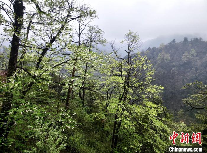 珙桐花朵潔白素雅，與青山雨霧融為一體?！螚?攝