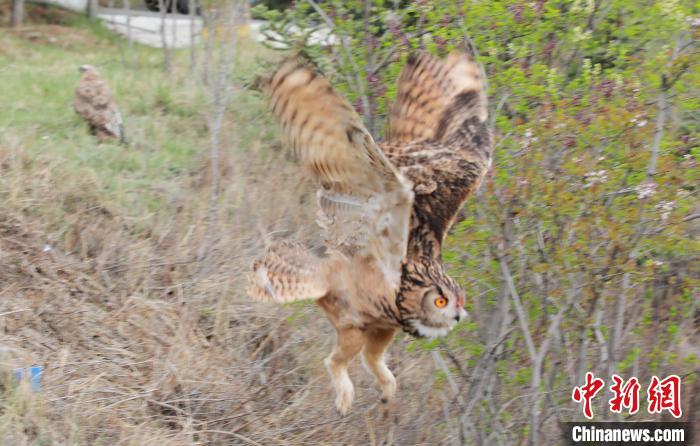 圖為西寧野生動物園救護的雕鸮在西寧市放歸大自然?！●R銘言 攝