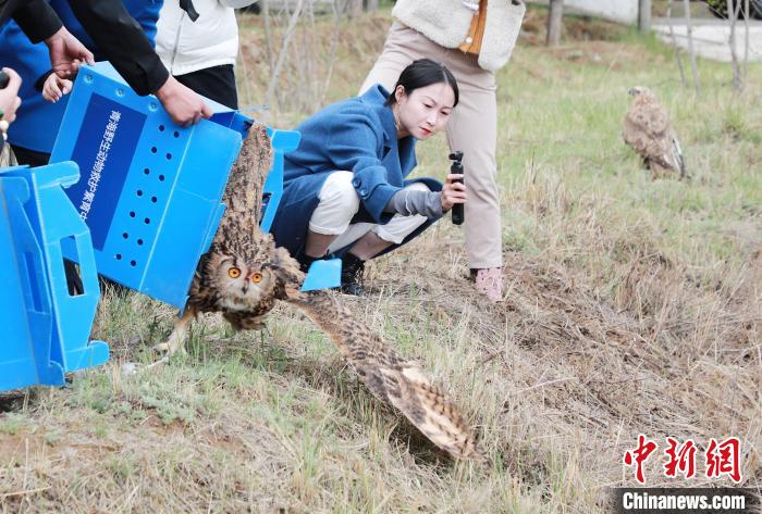 圖為西寧野生動物園救護的雕鸮在西寧市放歸大自然?！●R銘言 攝