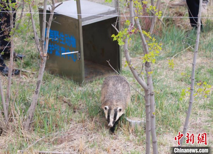 圖為西寧野生動物園救護的狗獾在西寧市放歸大自然?！●R銘言 攝