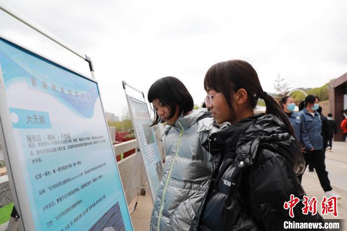 圖為學(xué)生通過展板了解青海常見鳥類?！●R銘言 攝