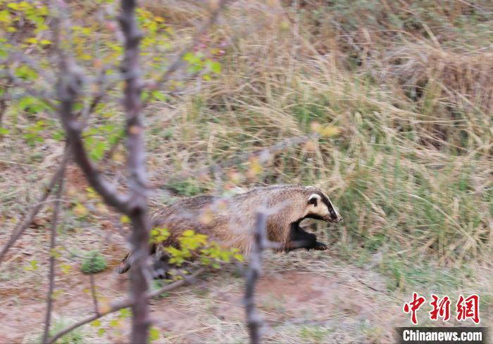 圖為西寧野生動物園救護的狗獾在西寧市放歸大自然。　馬銘言 攝