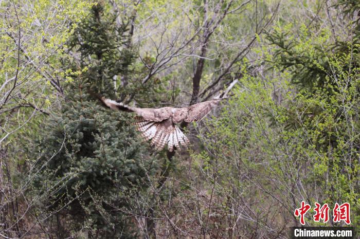 圖為西寧野生動物園救護的大鵟在西寧市放歸大自然?！●R銘言 攝