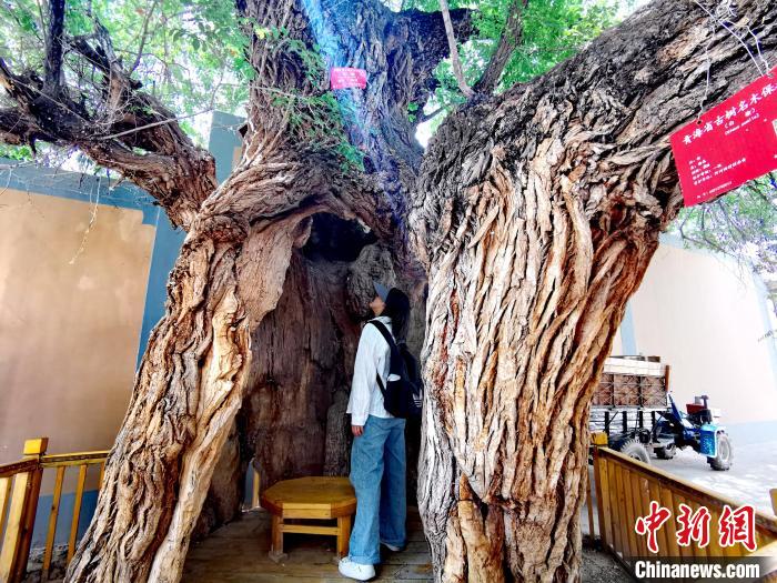 青海海東市阿河灘地質(zhì)文化村：古樹新枝、丹山碧水