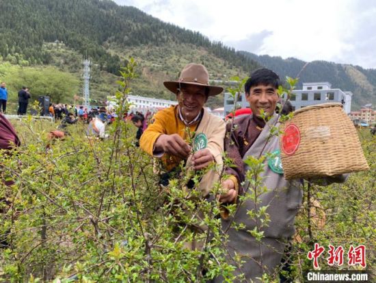 圖為當(dāng)?shù)剞r(nóng)牧民進(jìn)行藏雪茶采摘比賽?！⊥鮿x 攝