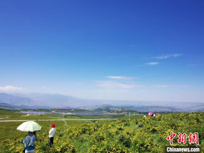 2020年07月07日拍攝于臨夏州積石山縣境內(nèi)，生態(tài)環(huán)境逐漸恢復(fù)，小黃花開遍山間。(資料圖) 殷春永 攝