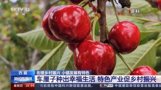 種蘑菇、養(yǎng)駱駝...。。特色產業(yè)助力鄉(xiāng)村振興走新路