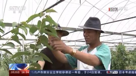 種蘑菇、養(yǎng)駱駝...。。特色產業(yè)助力鄉(xiāng)村振興走新路