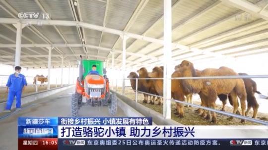 種蘑菇、養(yǎng)駱駝...。。特色產業(yè)助力鄉(xiāng)村振興走新路
