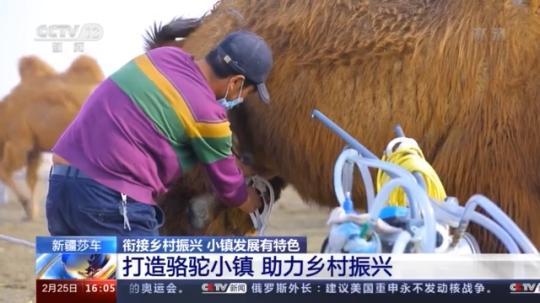 種蘑菇、養(yǎng)駱駝...。。特色產業(yè)助力鄉(xiāng)村振興走新路