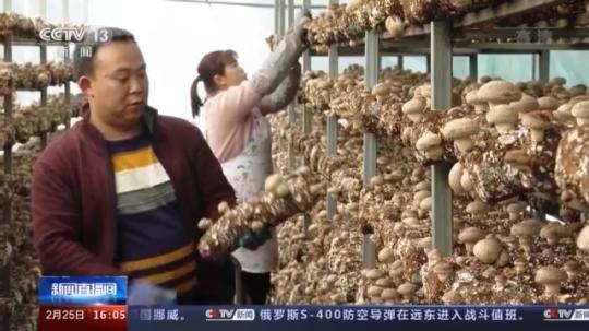種蘑菇、養(yǎng)駱駝...。。特色產業(yè)助力鄉(xiāng)村振興走新路