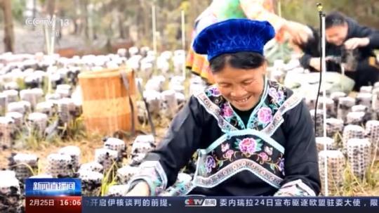 種蘑菇、養(yǎng)駱駝...。。特色產業(yè)助力鄉(xiāng)村振興走新路
