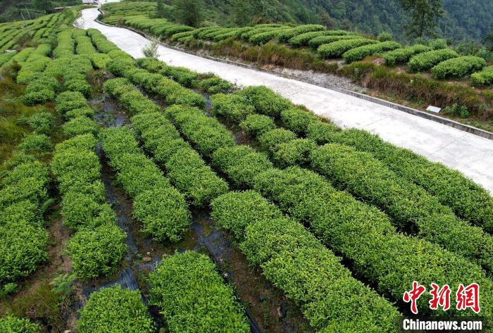 圖為西藏林芝市墨脫縣背崩鄉(xiāng)格林村山頂?shù)木坝^茶園。(無人機照片) 李林 攝