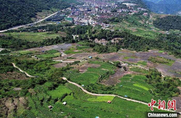 圖為西藏林芝市墨脫縣城附近的茶田。(無人機照片) 李林 攝