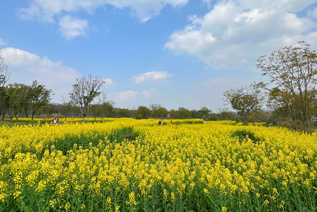 每到油菜花季，就有市民相約到重慶廣陽島上踏青賞花。鄒樂攝
