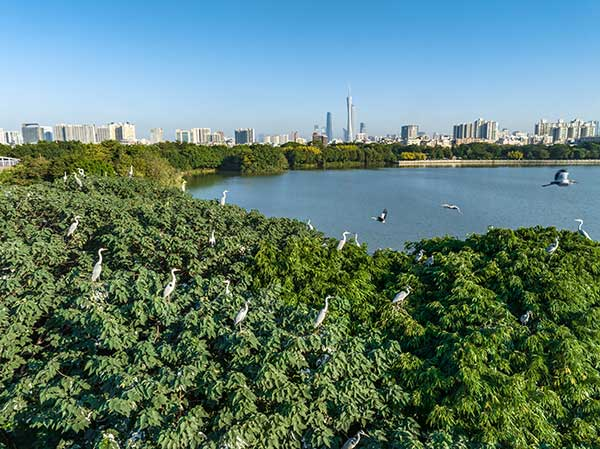 廣州海珠國家濕地公園一角。公園供圖