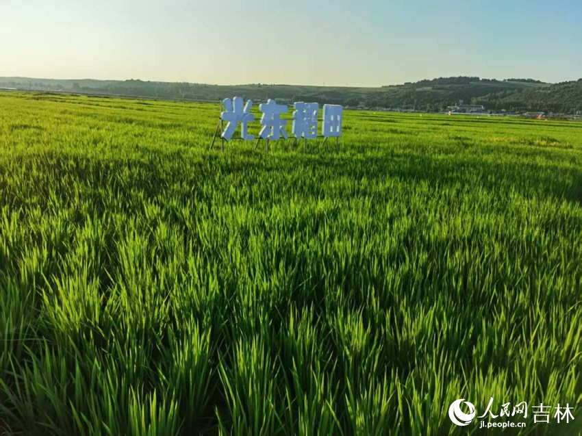 光東村稻田風(fēng)景美如畫（資料圖片）。人民網(wǎng)記者 王海躍攝