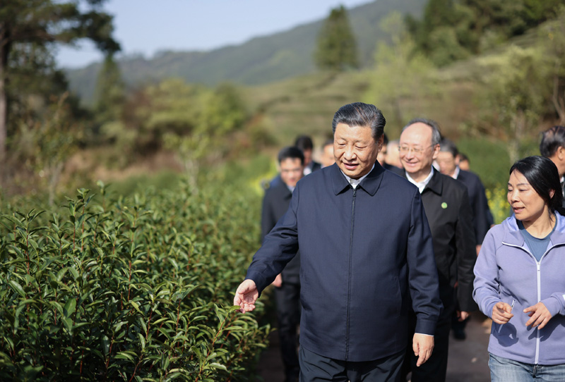 2021年3月22日下午，習(xí)近平在福建省南平市武夷山市星村鎮(zhèn)燕子窠生態(tài)茶園，察看春茶長勢，了解當(dāng)?shù)夭璁a(chǎn)業(yè)發(fā)展情況。