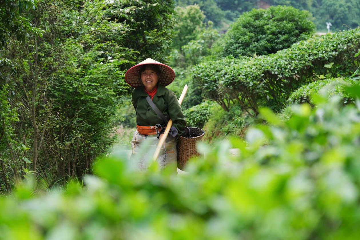 2024年4月24日，湖南省衡陽市耒陽市龍?zhí)伶?zhèn)江頭貢茶葉種植專業(yè)合作社，村民在茶山采摘茶葉，實現(xiàn)了家門口就業(yè)。