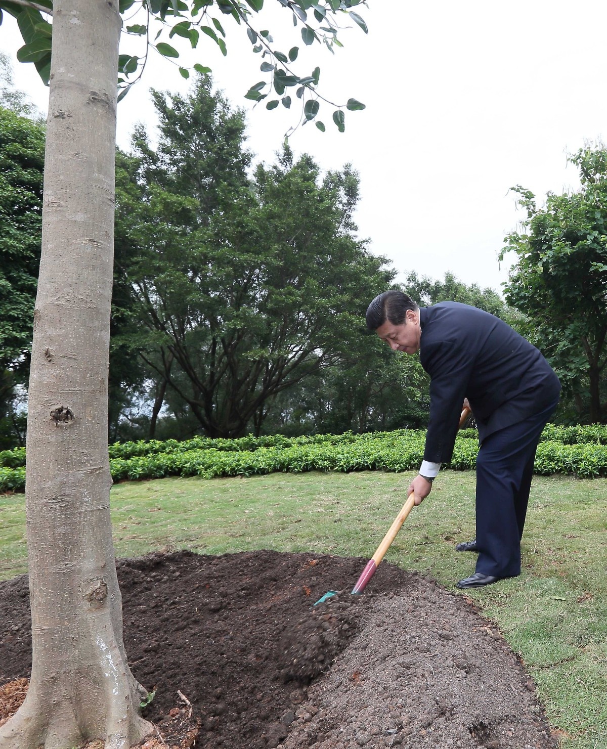 2012年12月8日，習(xí)近平在深圳蓮花山公園種下一棵高山榕樹。