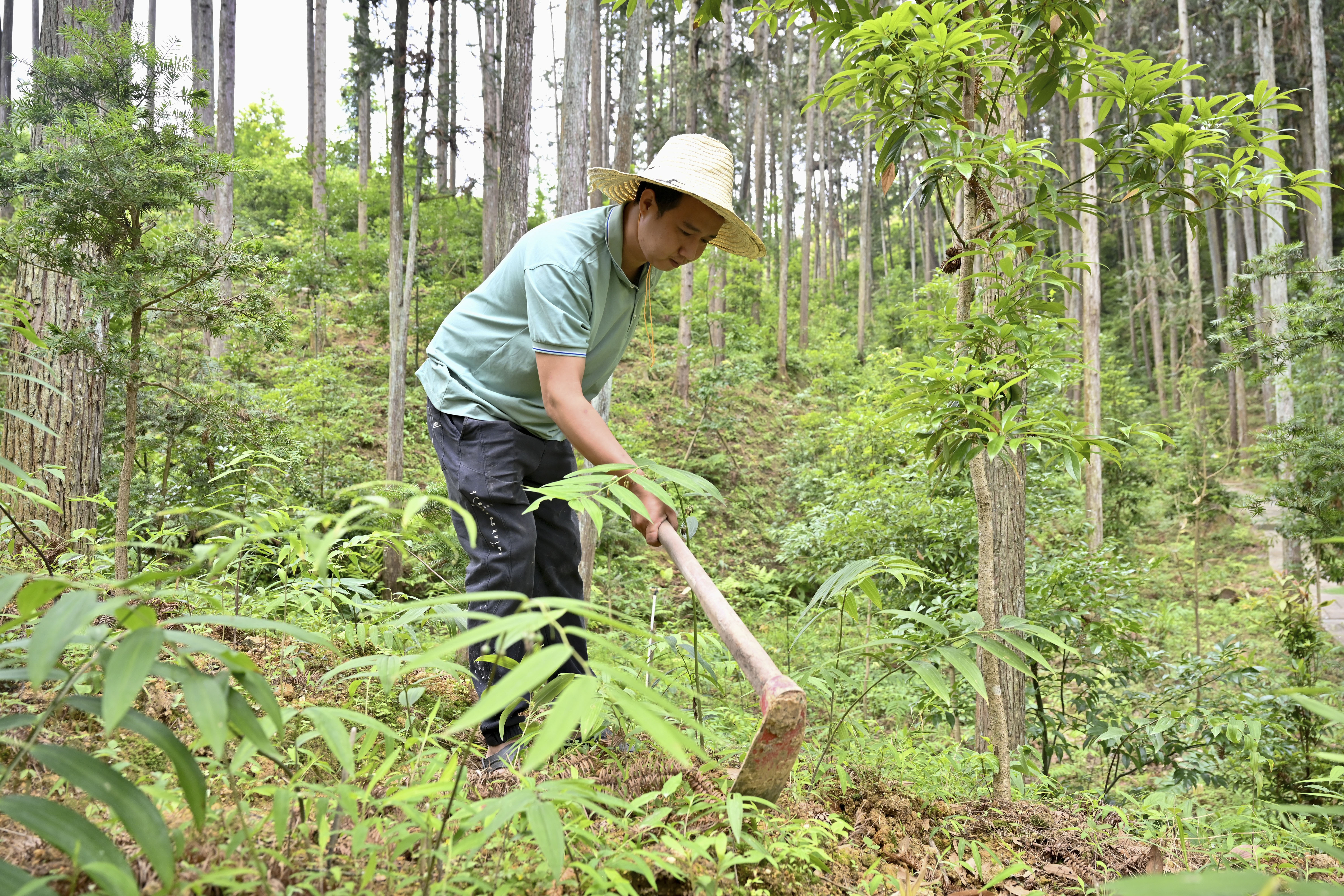 2024年5月9日，福建省三明市馬巖林下經(jīng)濟種植示范基地工人在管理林下種植的多花黃精。