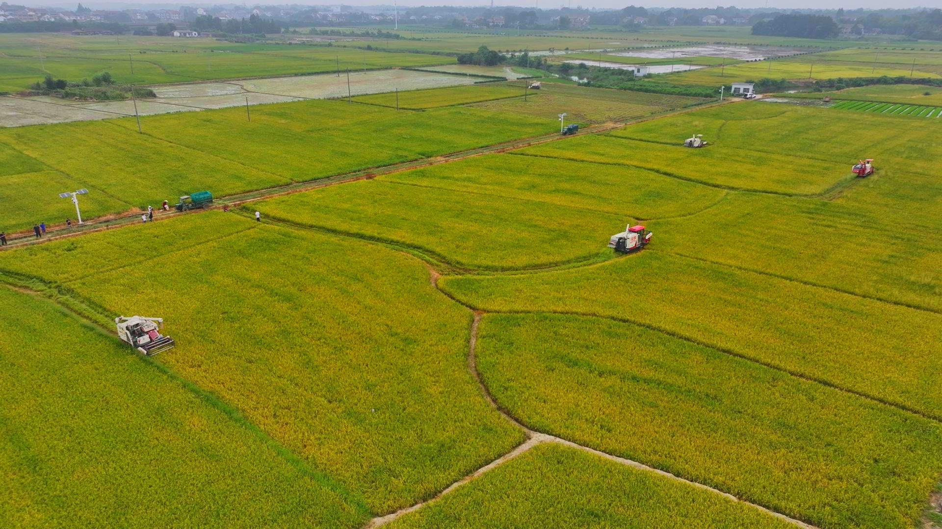 數(shù)臺收割機(jī)同時作業(yè)。常德市鼎城區(qū)融媒體中心供圖